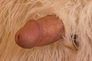 美女被捅屁眼